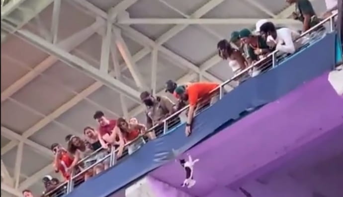 Кіт, який зірвався з трибуни