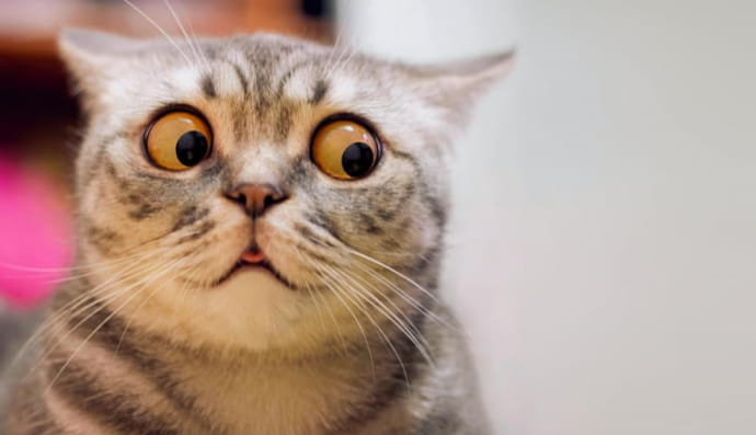 Удивленный котик