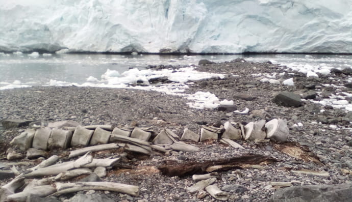 Скелет кита на острові Расмуссен