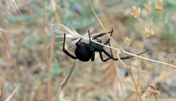 Павук Чорна вдова