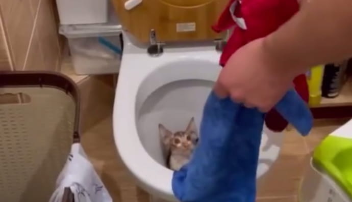 Котеня в унітазі