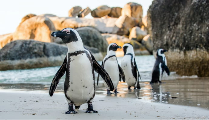 Пінгвін африканський