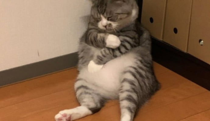 котик заснув біля стіни