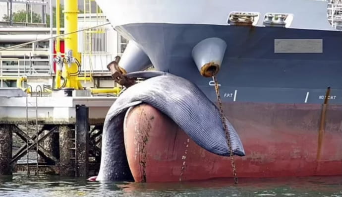 Кит на танкере