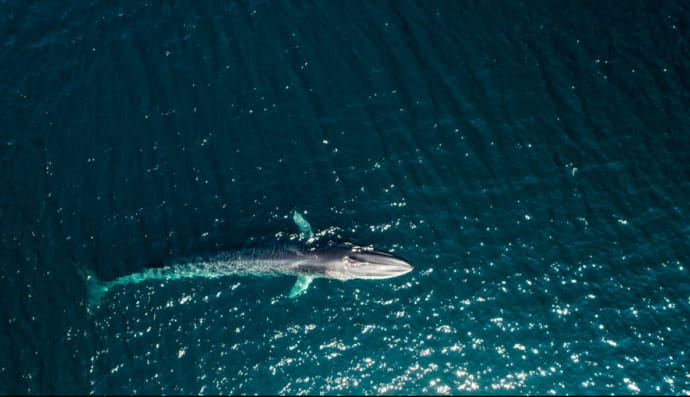 Смугач фінвал