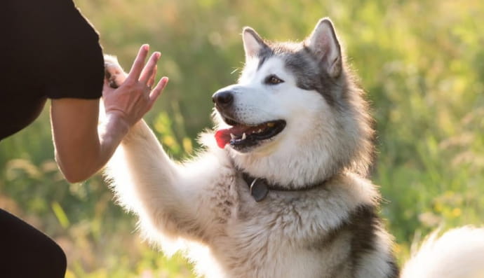 Аляскинський маламут