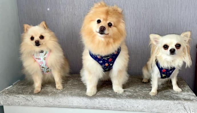 Собаки Джонстонів