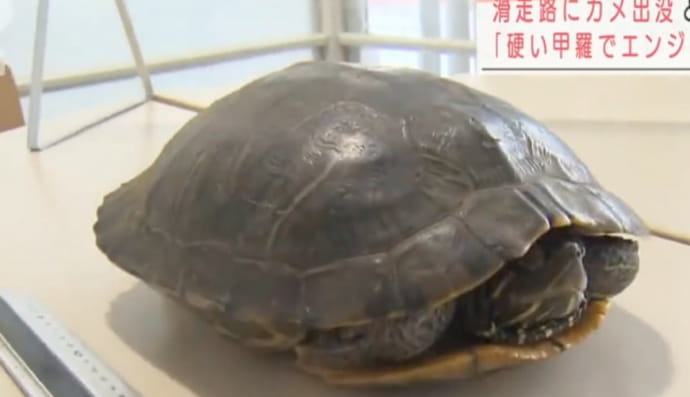 Черепаха в аэропорту Токио