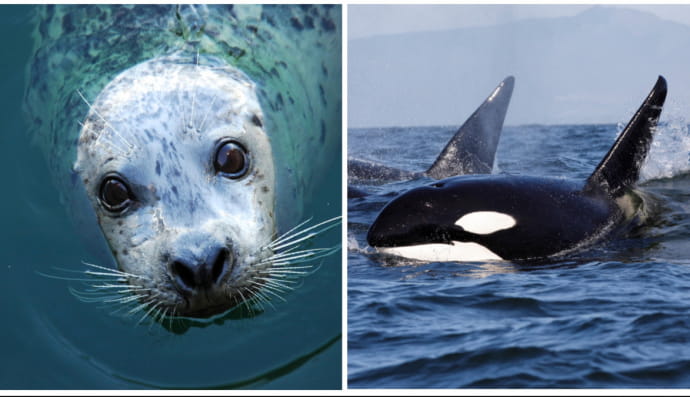 Тюлень і косатки
