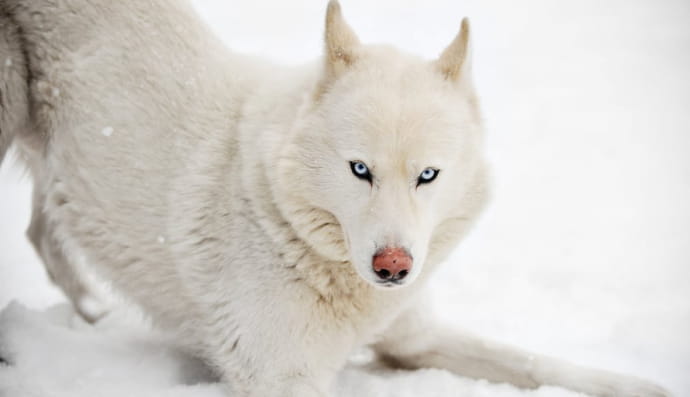 Білий хаскі