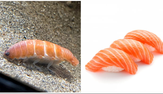 Изопод и суши