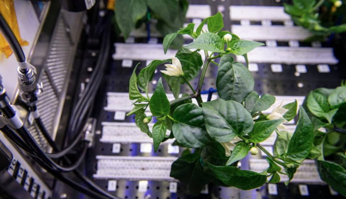 Астронавти МКС виростили перець в умовах мікрогравітації 