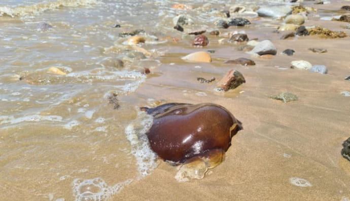 Дивна істота на узбережжі міста Йеппун