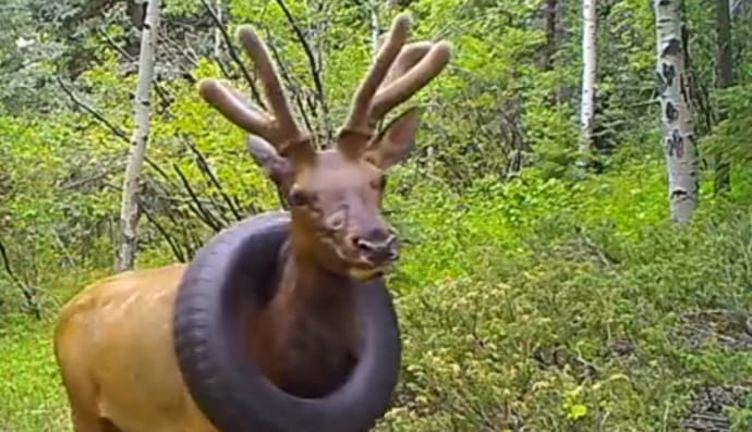 Олень з покришкою 