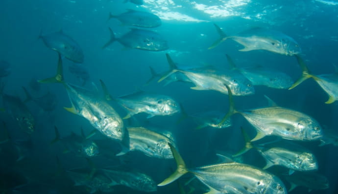 Большой каранкс