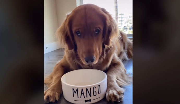 Песик "Манго"