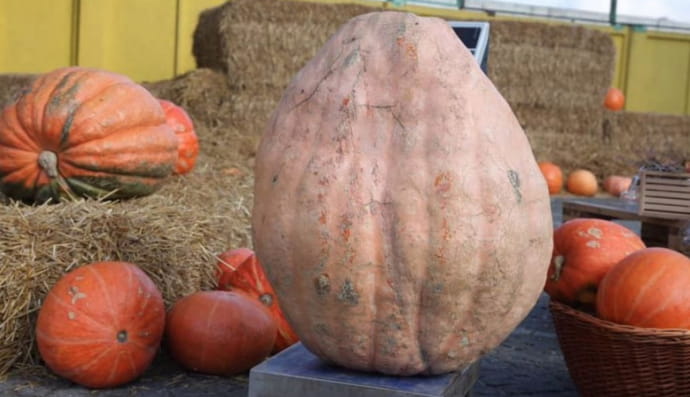 огромный тыква