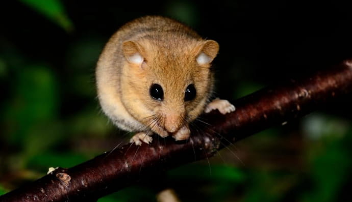 Вовчкові, або соневі