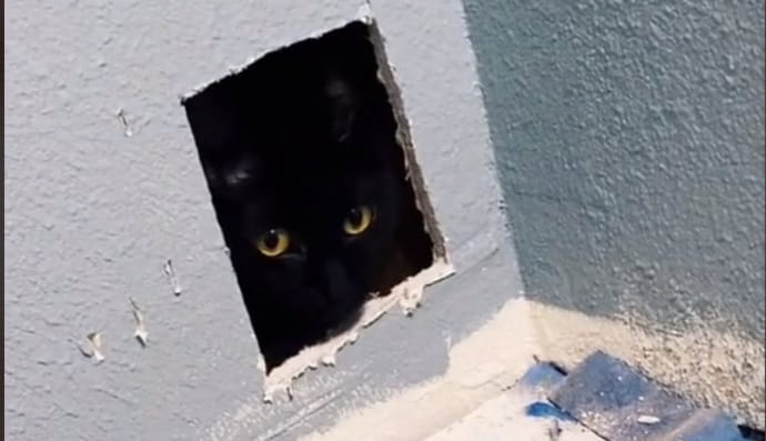 Кіт, що застряг у стіні