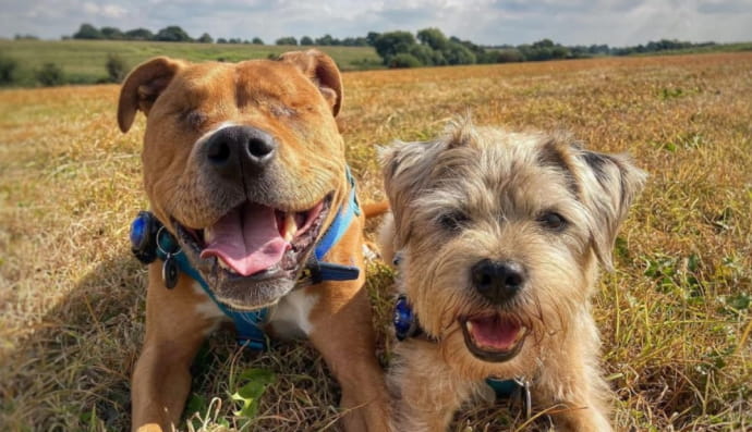 Амос і Тобі