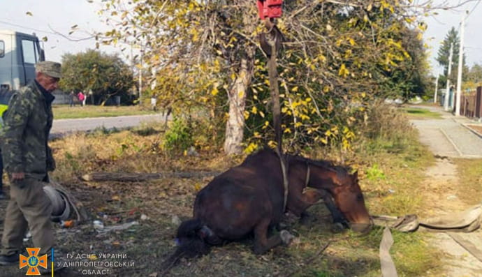 Порятунок коня