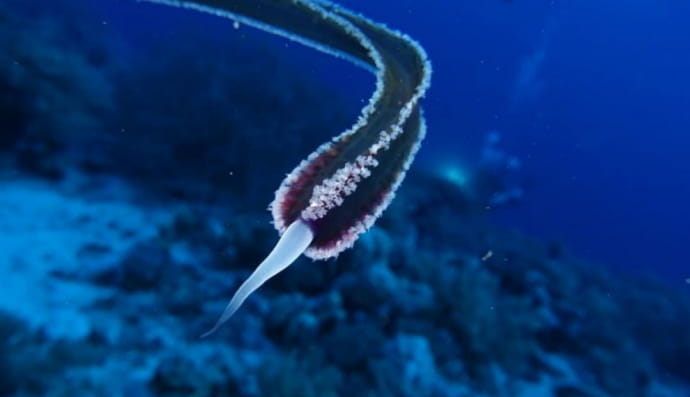Дивна істота у Червоному морі 