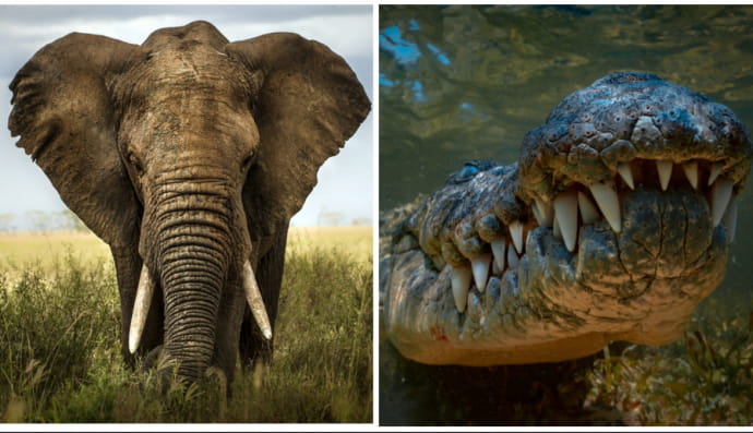 Слон і крокодил