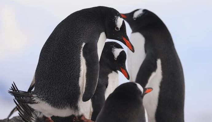 Субантарктичні пінгвіни дженту навколо української полярної станції "Академік Вернадський" 