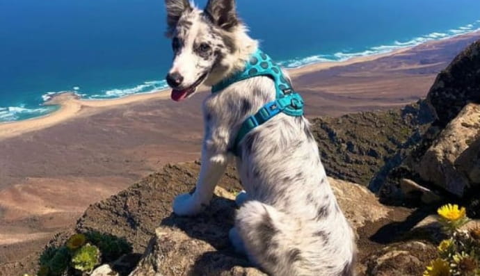 Песик на ім'я Педруско