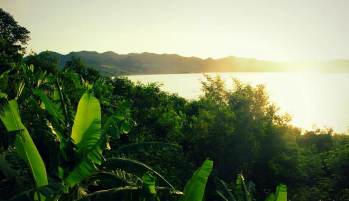 Тропический лес