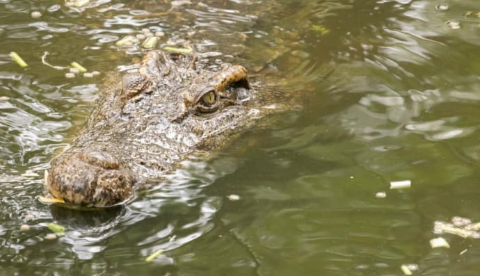 Крокодил