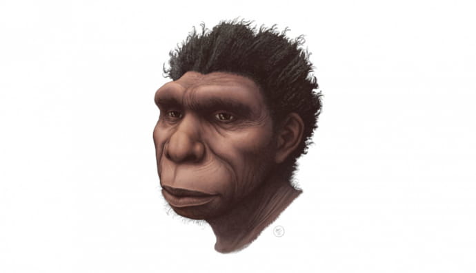 Homo bodoensis 