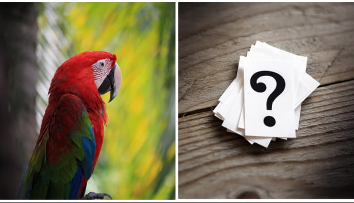 Попугай и вопросительный знак