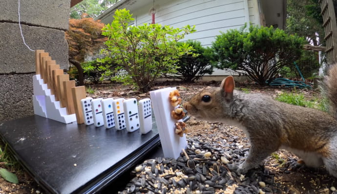 Белка вблизи кормушки 