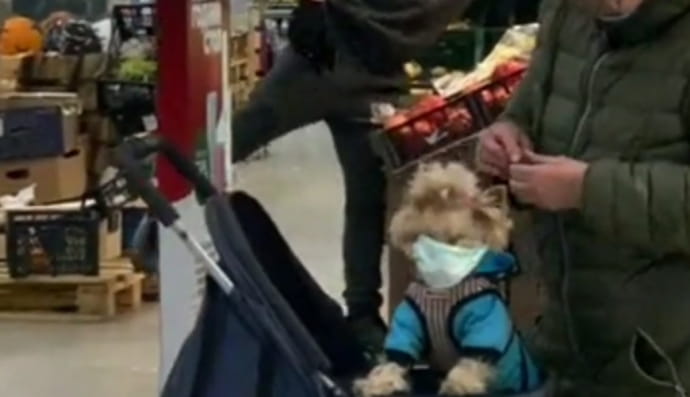 Собака у масці