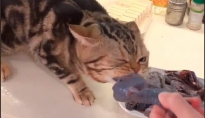 Котик хапає їжу