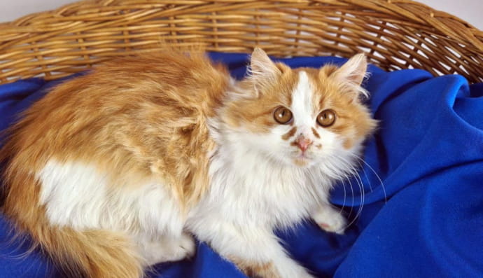 Котик Вільгельм