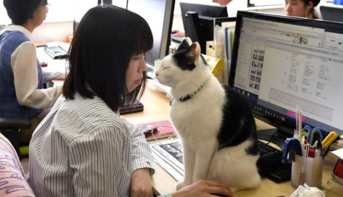 Коты в офисе компании Ferry Corporation