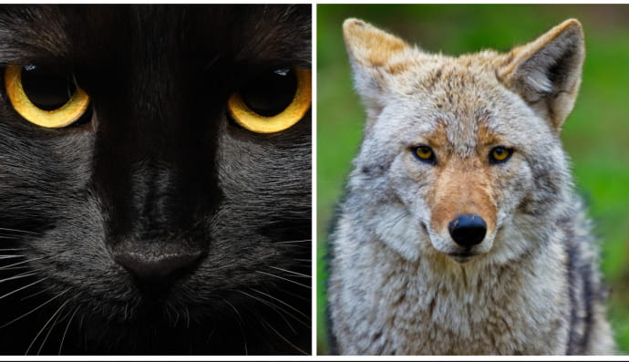 Кот и койот