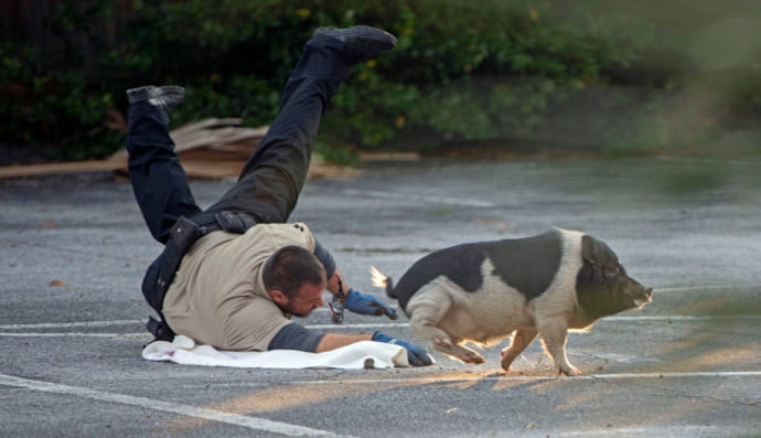 Погоня за свинею