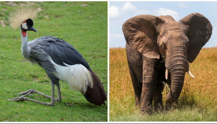 Венценосный журавль и слон