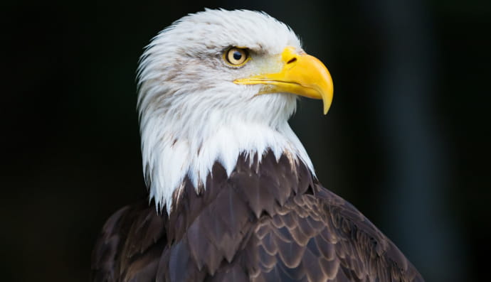 Орлан белоголовый