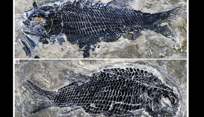 Скам'янілості Peltoperleidus