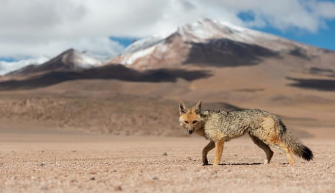 Андская лиса, также известная как Зорро магелановый