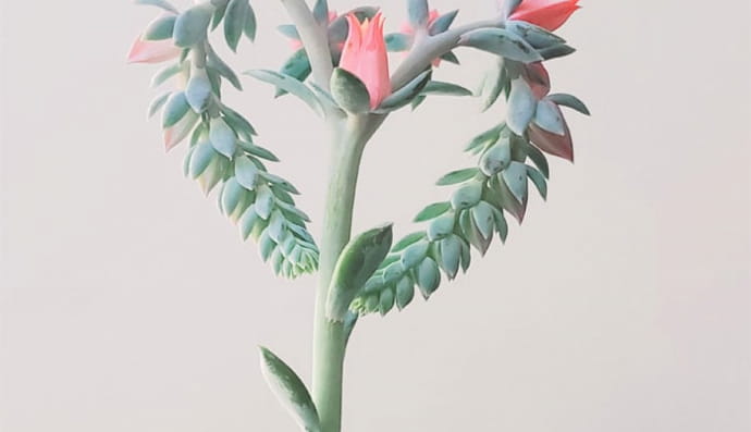 Ечевія (Echeveria)
