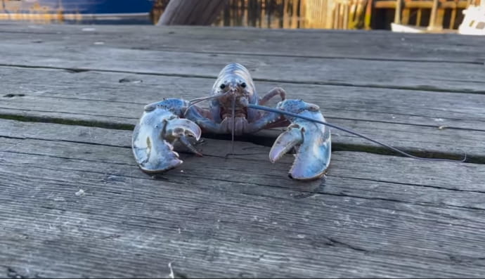 Омар из "сладкой ваты"