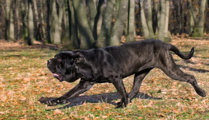 Чорний мастиф