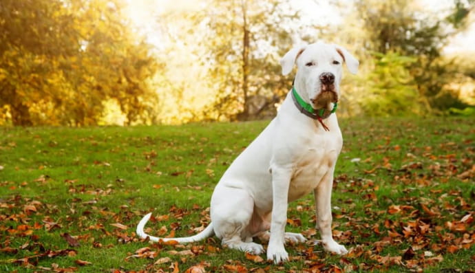 Аргентинский дог