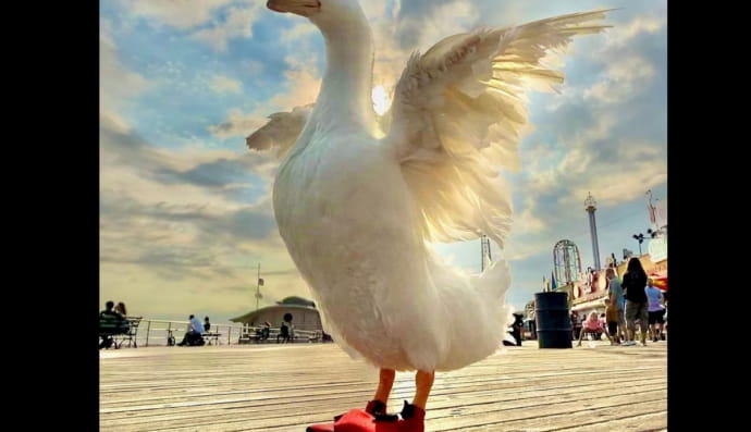 Утка Вринкл