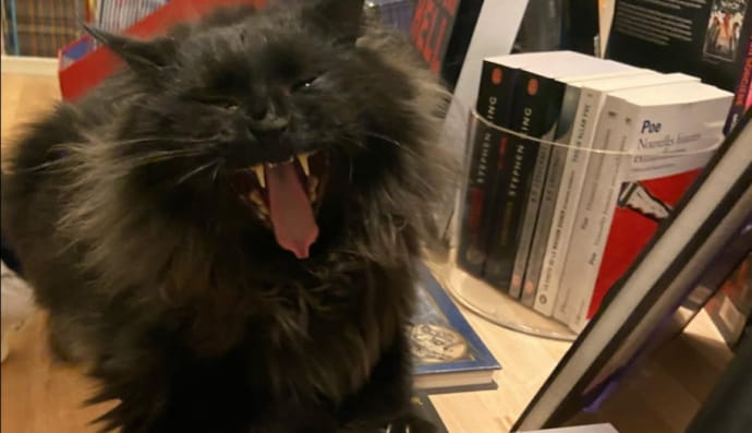 Котики у "Mon Chat Pitre" 